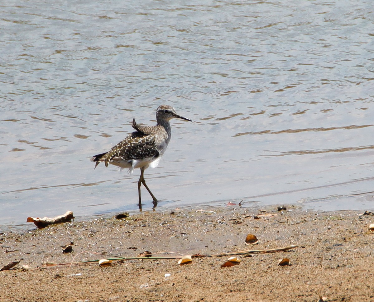 Wood Sandpiper - ML638171346