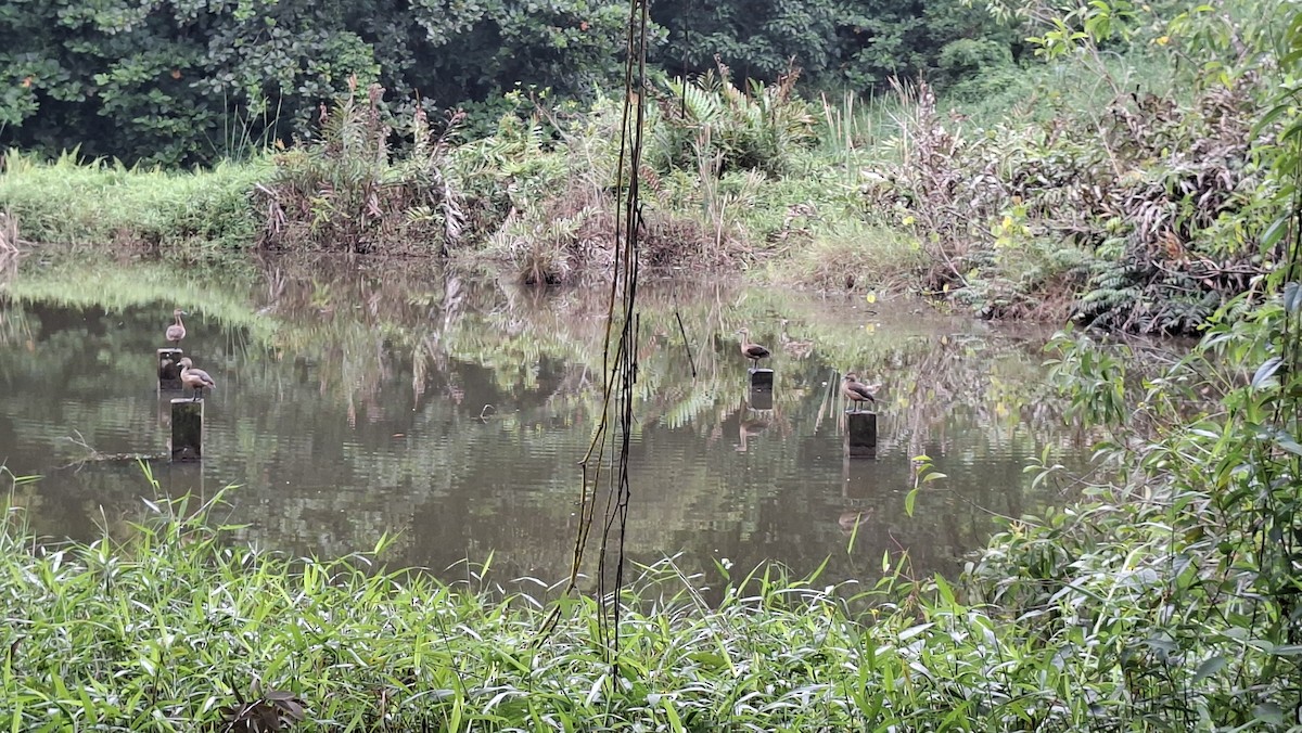Lesser Whistling-Duck - ML638171349