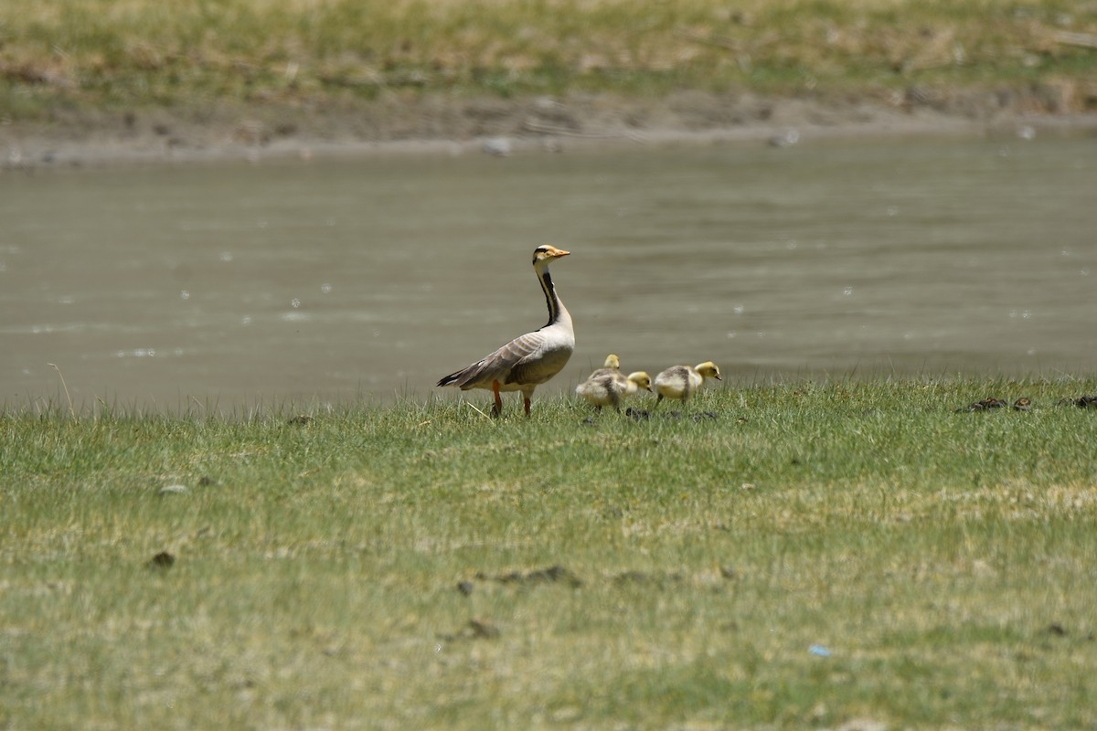 Bar-headed Goose - ML638171353