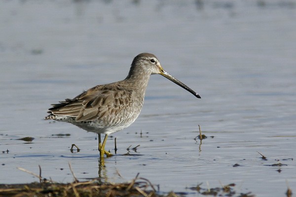 Long-billed Dowitcher - ML638171354