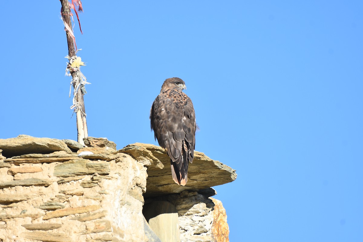 Upland Buzzard - ML638171382