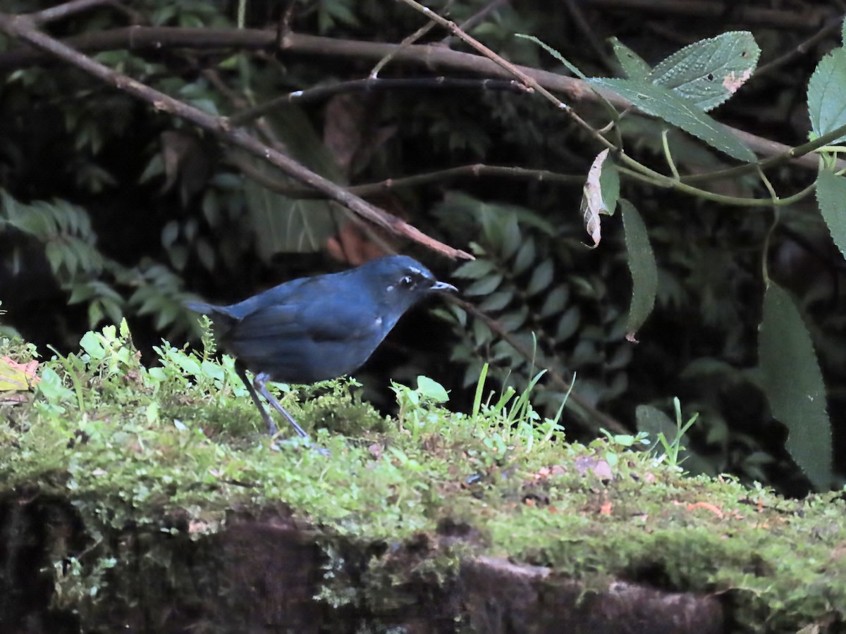 Bornean Shortwing - ML638171389