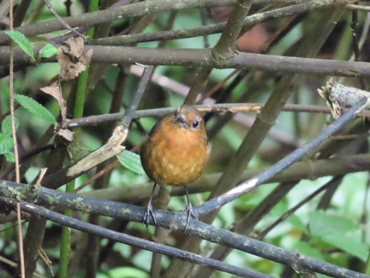 Bornean Shortwing - ML638171390