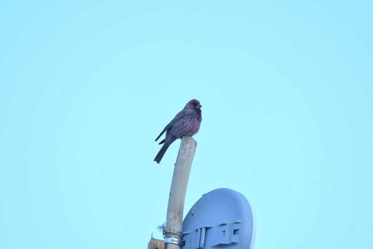 Great Rosefinch - ML638171411