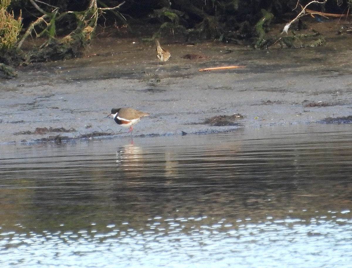 Red-kneed Dotterel - ML638171420