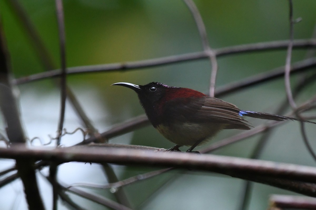 Schwarzkehl-Nektarvogel - ML638171432