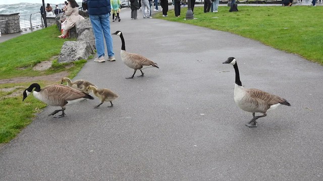 Canada Goose - ML638171446