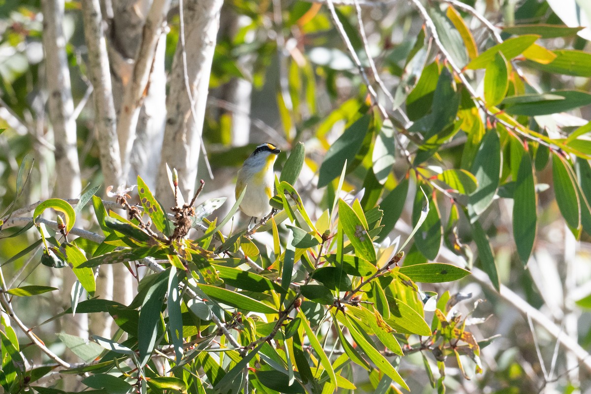 Striated Pardalote - ML638171460