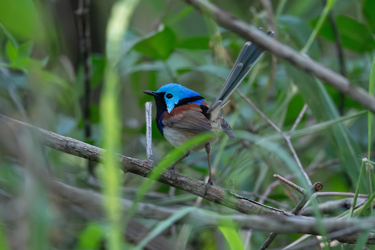 Variegated Fairywren - ML638171461