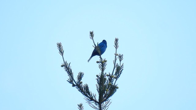 Indigo Bunting - ML638171482