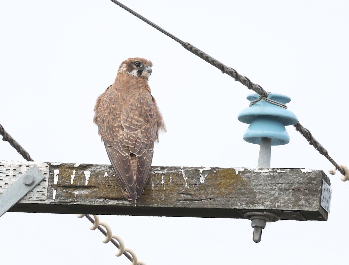 Brown Falcon - ML638171497