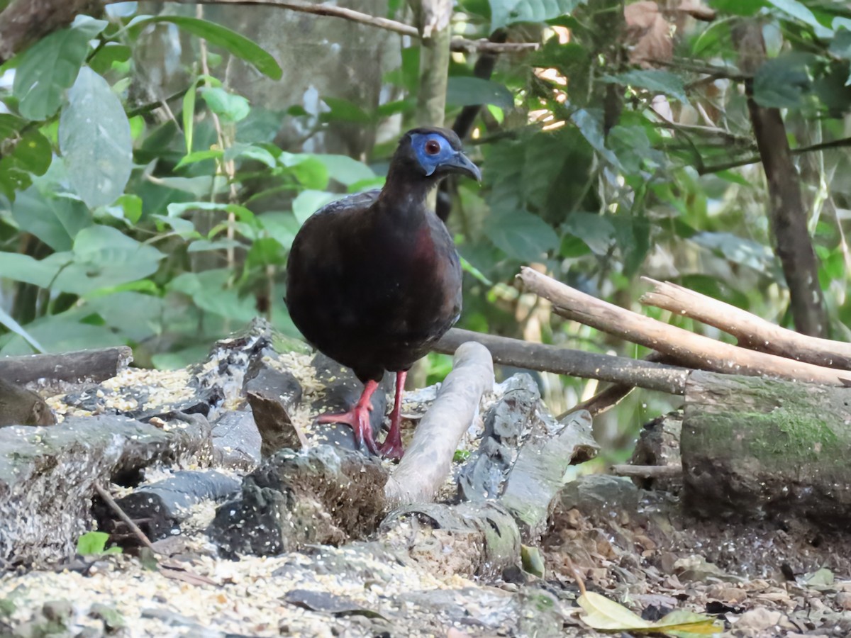 Bulwer's Pheasant - ML638171501