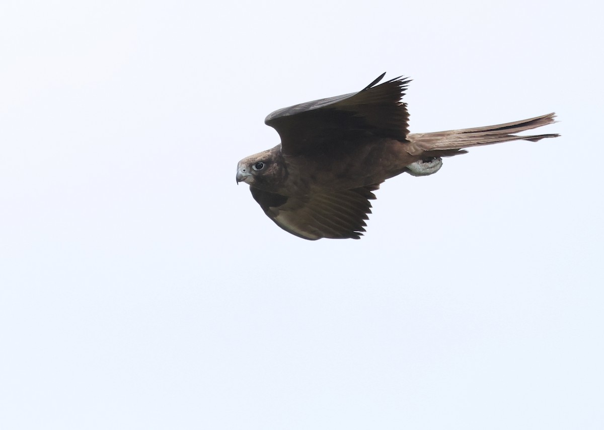 Black Falcon - ML638171509