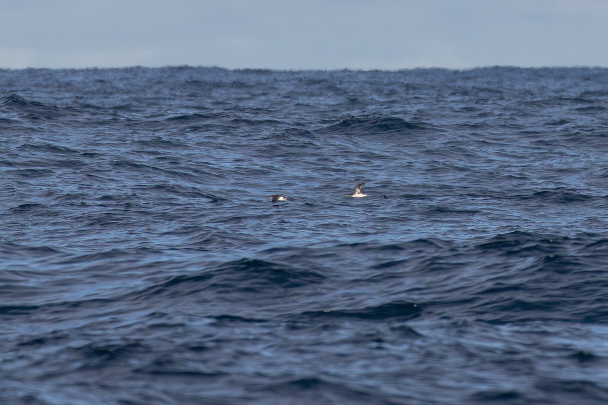 Fluttering Shearwater - ML638171520