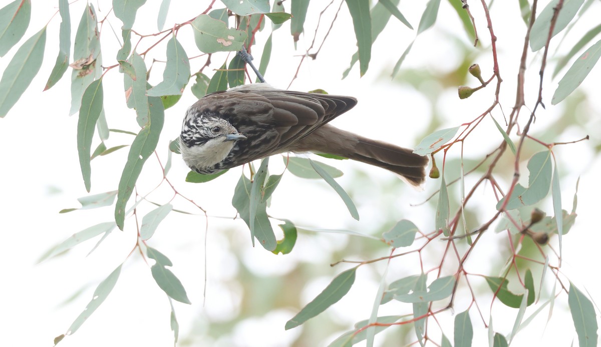 Striped Honeyeater - ML638171528