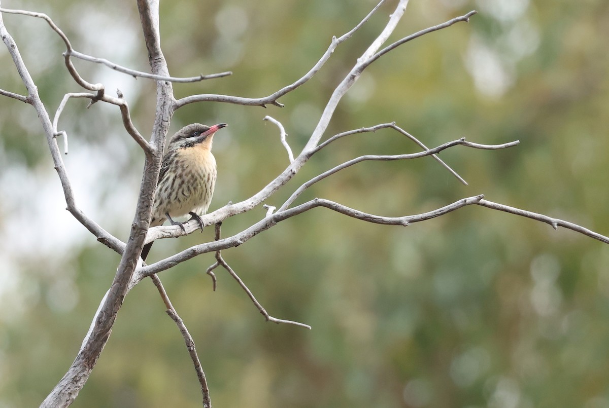 Spiny-cheeked Honeyeater - ML638171529