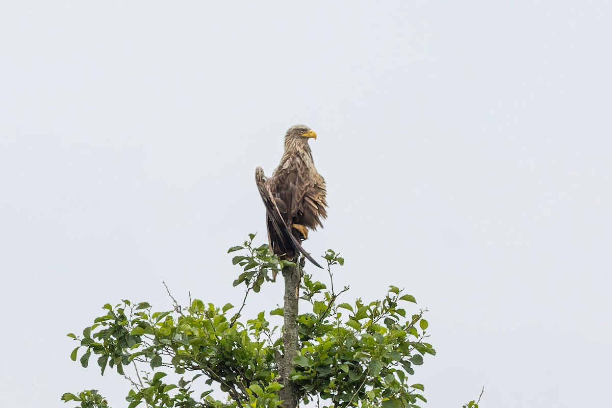 White-tailed Eagle - ML638171532