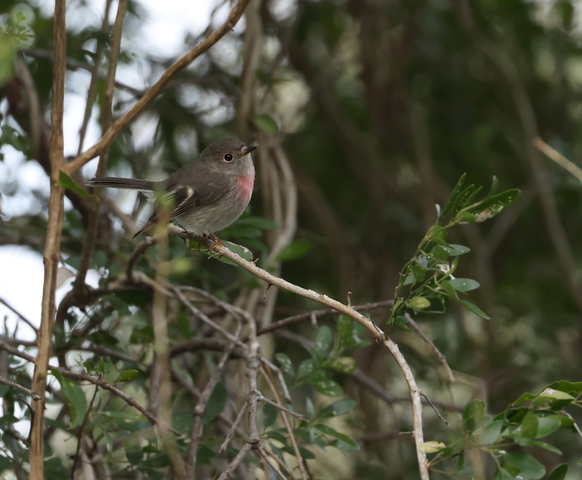 Rose Robin - ML638171533