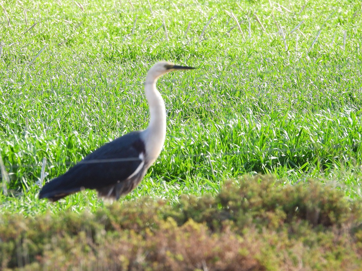 Pacific Heron - ML638171552