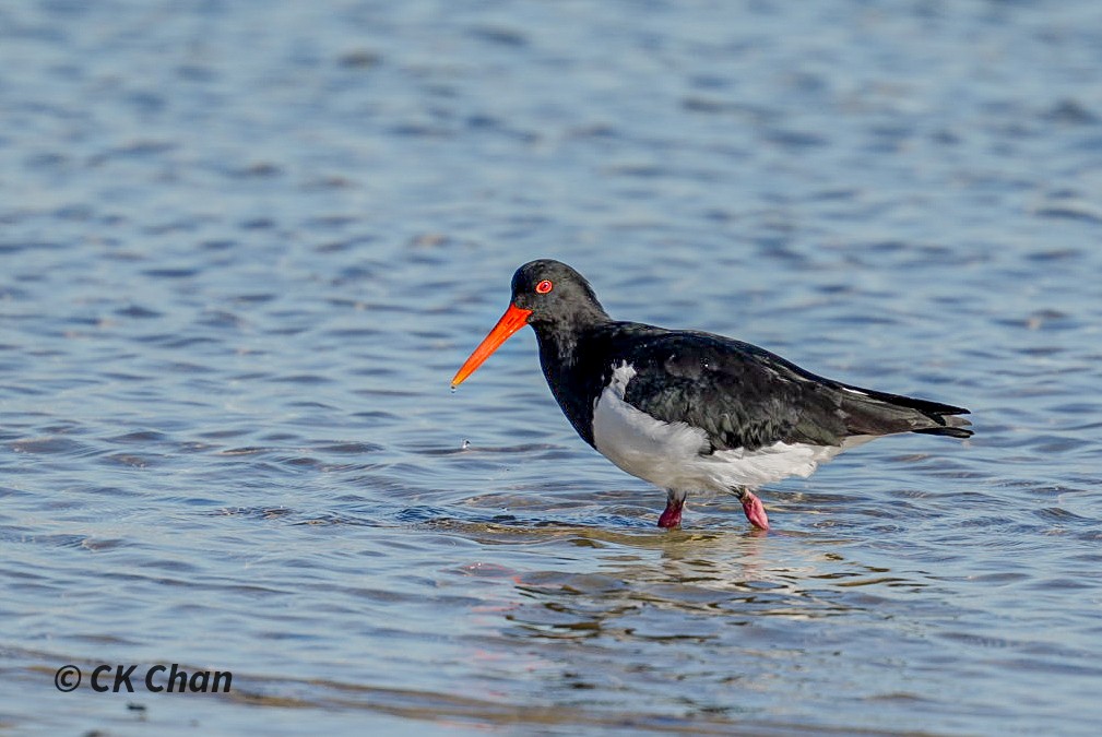 Pied Oystercatcher - ML638171564