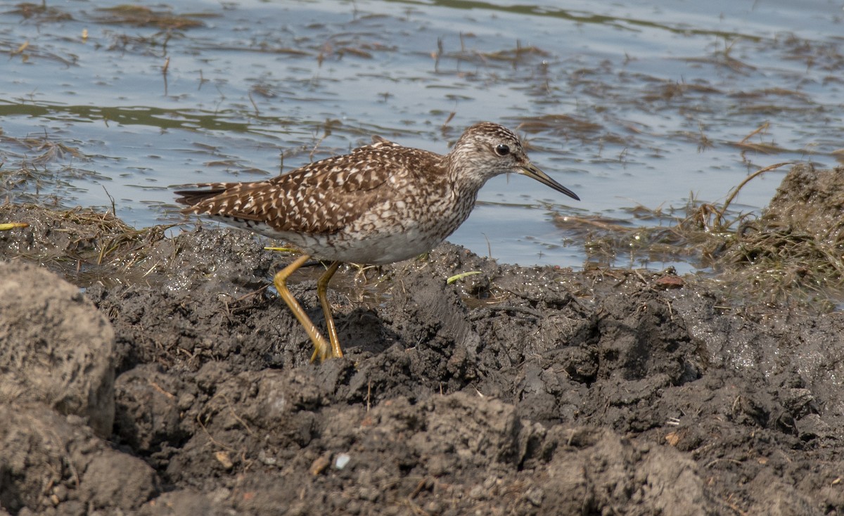 Wood Sandpiper - ML638171568