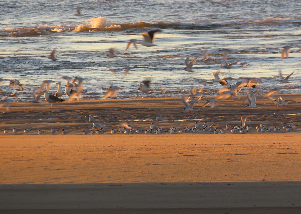 Yellow-billed Tern - ML638171571
