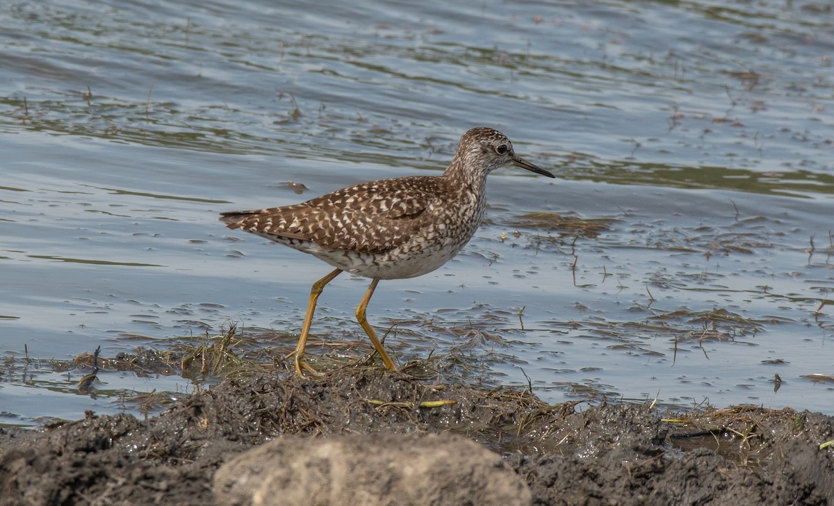 Wood Sandpiper - ML638171573