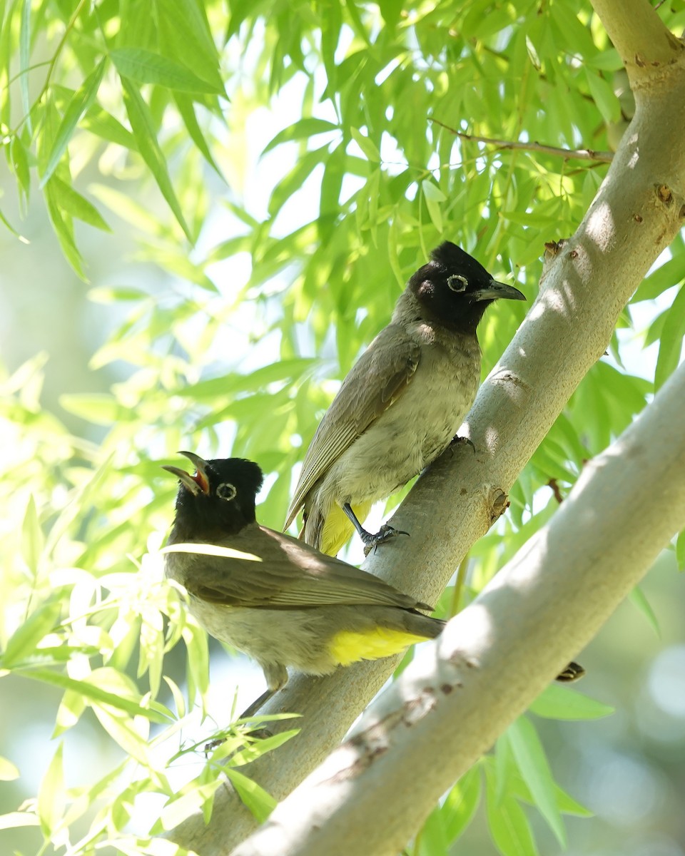 bulbul arabský - ML638171587