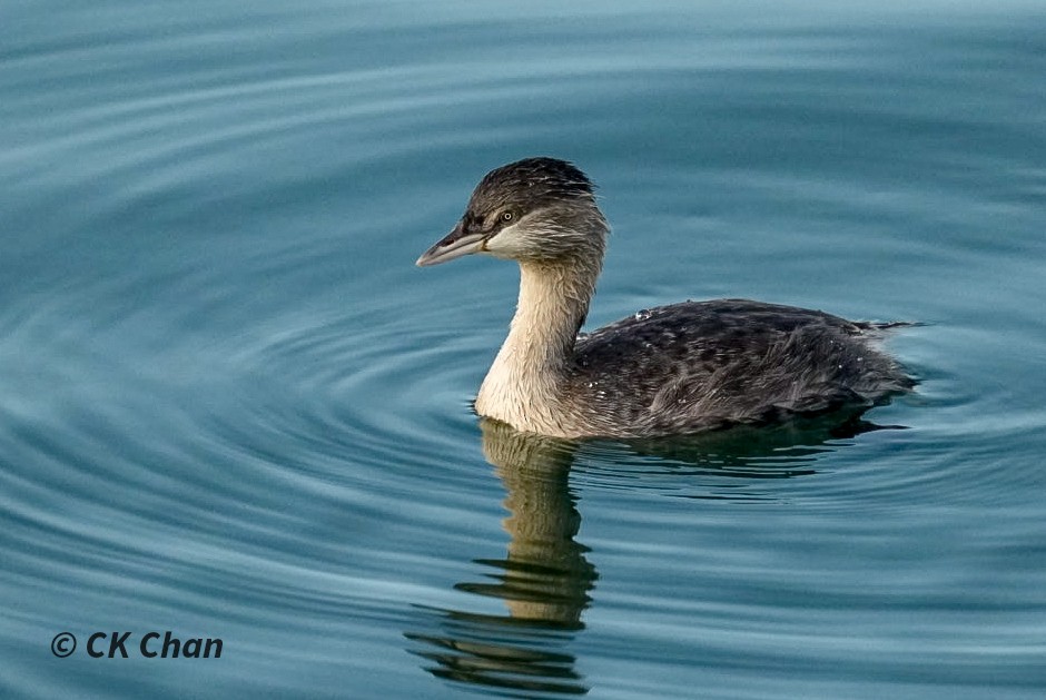 Hoary-headed Grebe - ML638171588