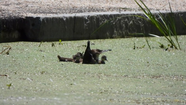 Wood Duck - ML638171593