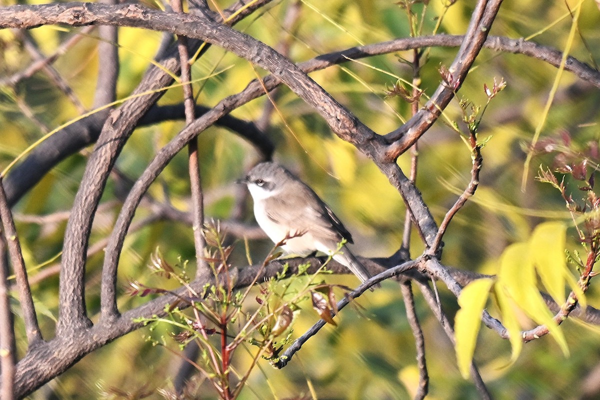 Lesser Whitethroat - ML638171595