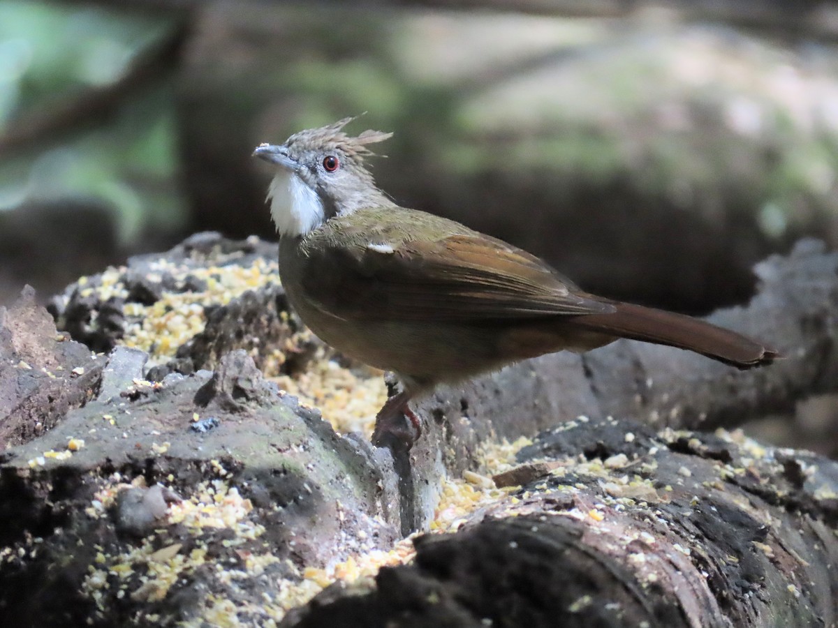 Penan Bulbul - ML638171596