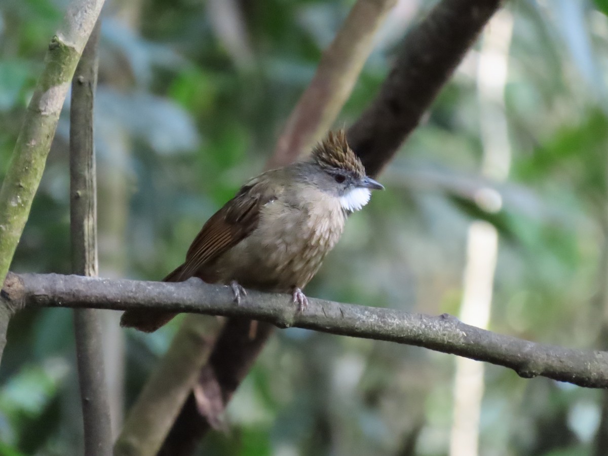 Penan Bulbul - ML638171597