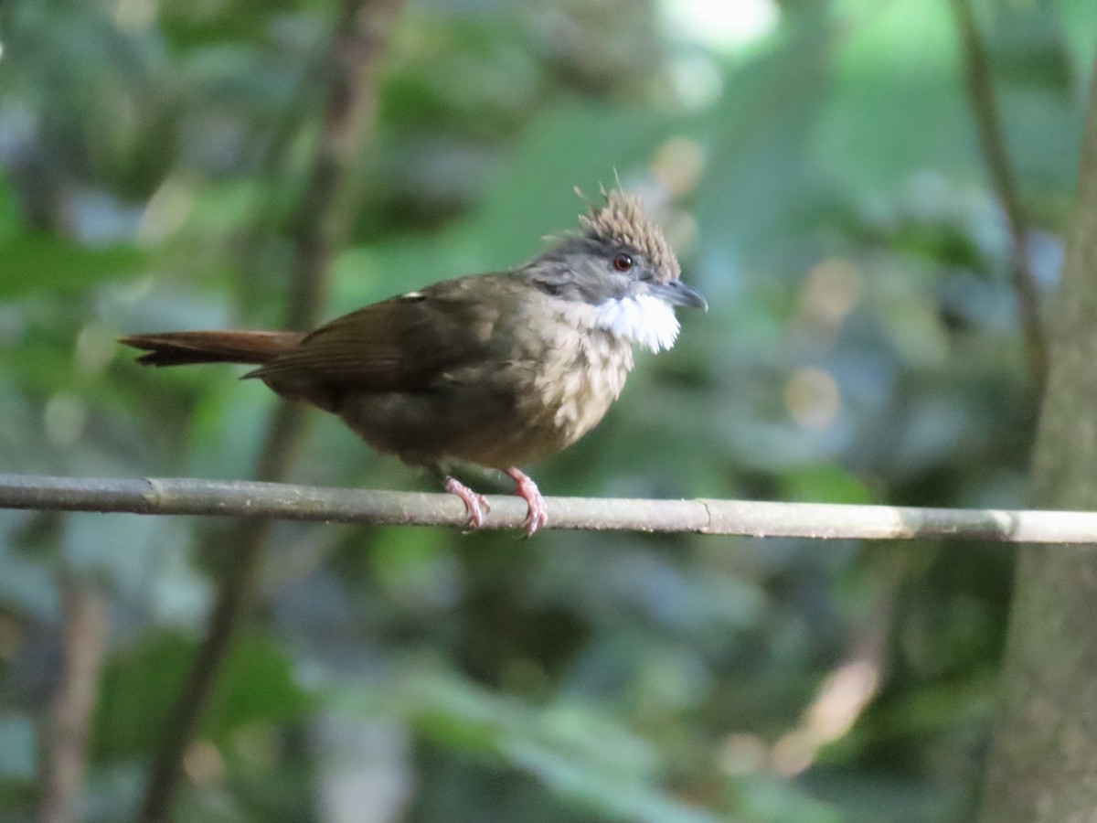 Penan Bulbul - ML638171600