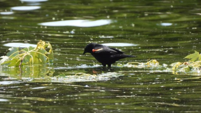 Red-winged Blackbird - ML638171609