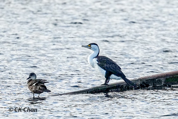 Cormoran varié - ML638171610