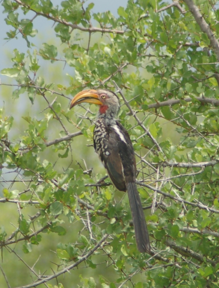 Southern Yellow-billed Hornbill - ML638171614
