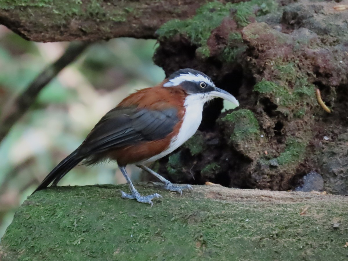 Sunda Scimitar-Babbler - ML638171615