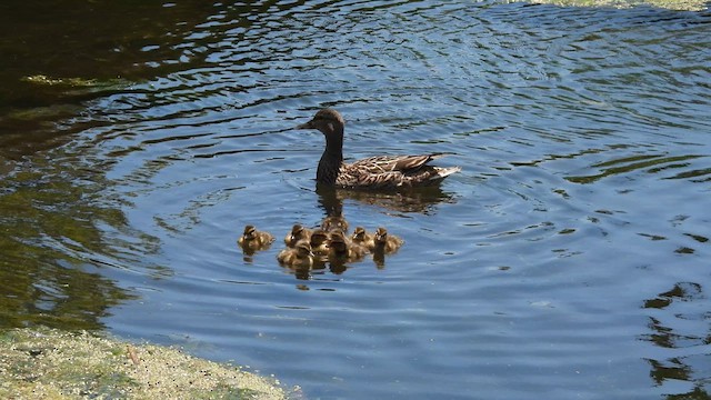 Mallard - ML638171618