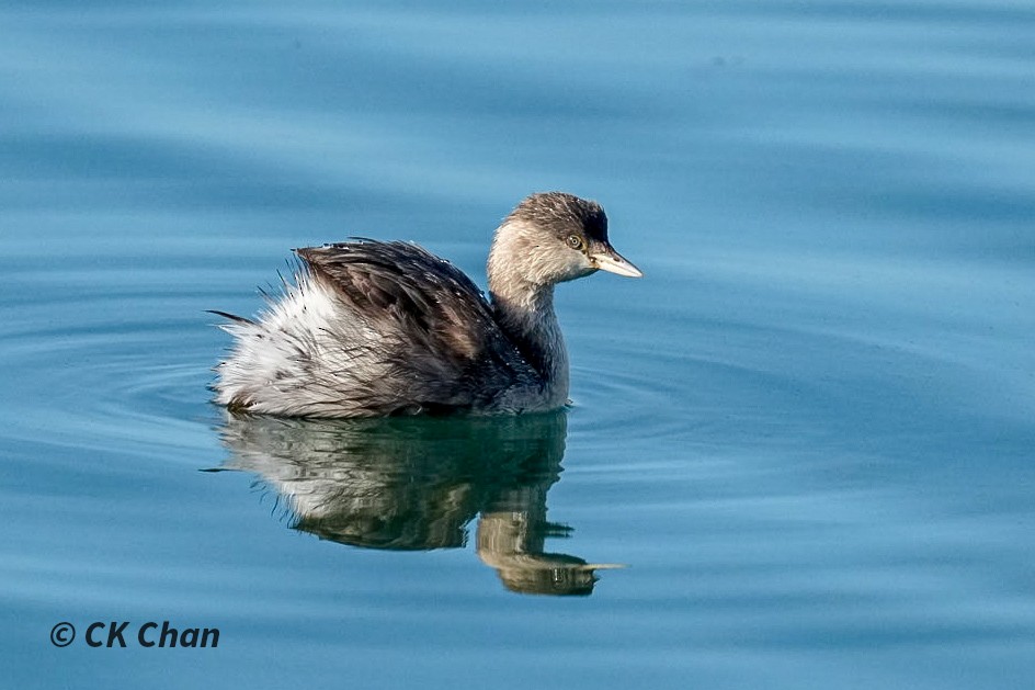 Hoary-headed Grebe - ML638171629