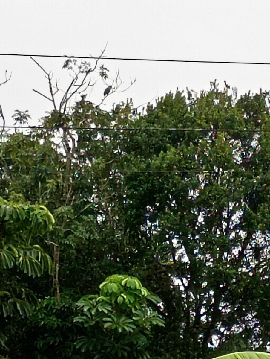Red-tailed Amazon - ML638171655