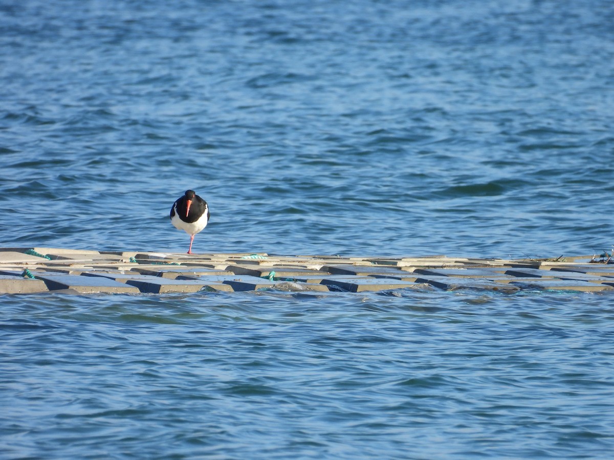 Pied Oystercatcher - ML638171656