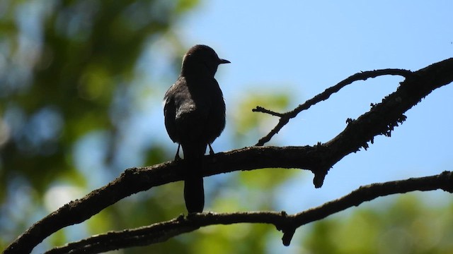 Gray Catbird - ML638171659