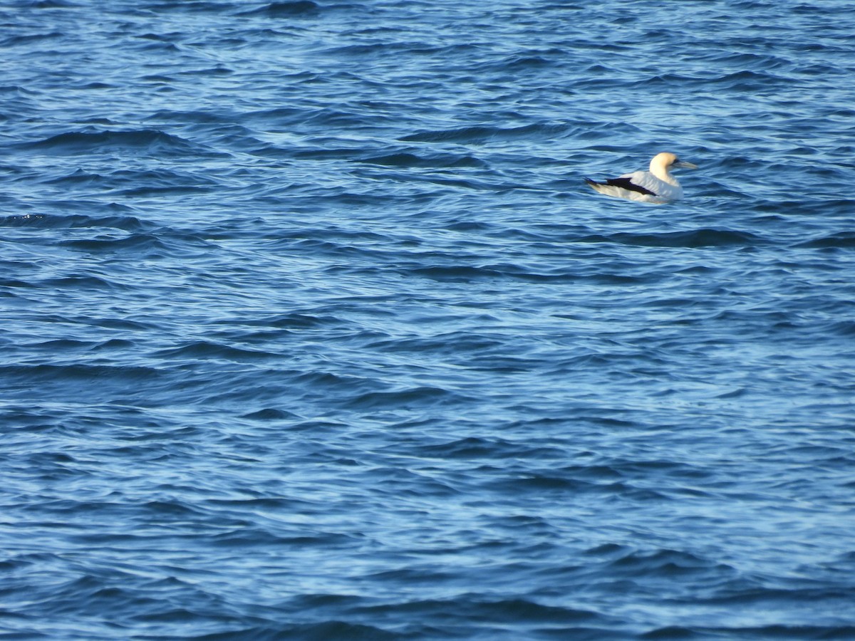 Australasian Gannet - ML638171669