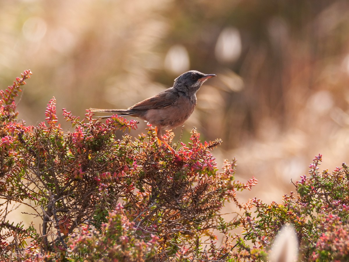 Spectacled Warbler - ML638171679
