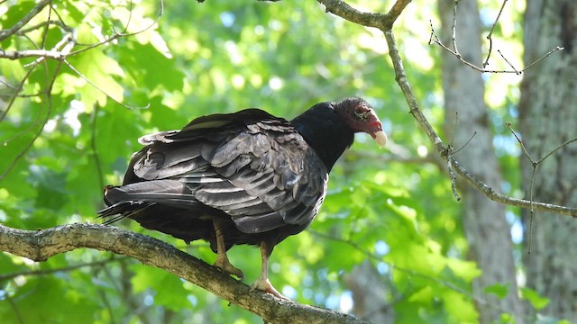 Turkey Vulture - ML638171690