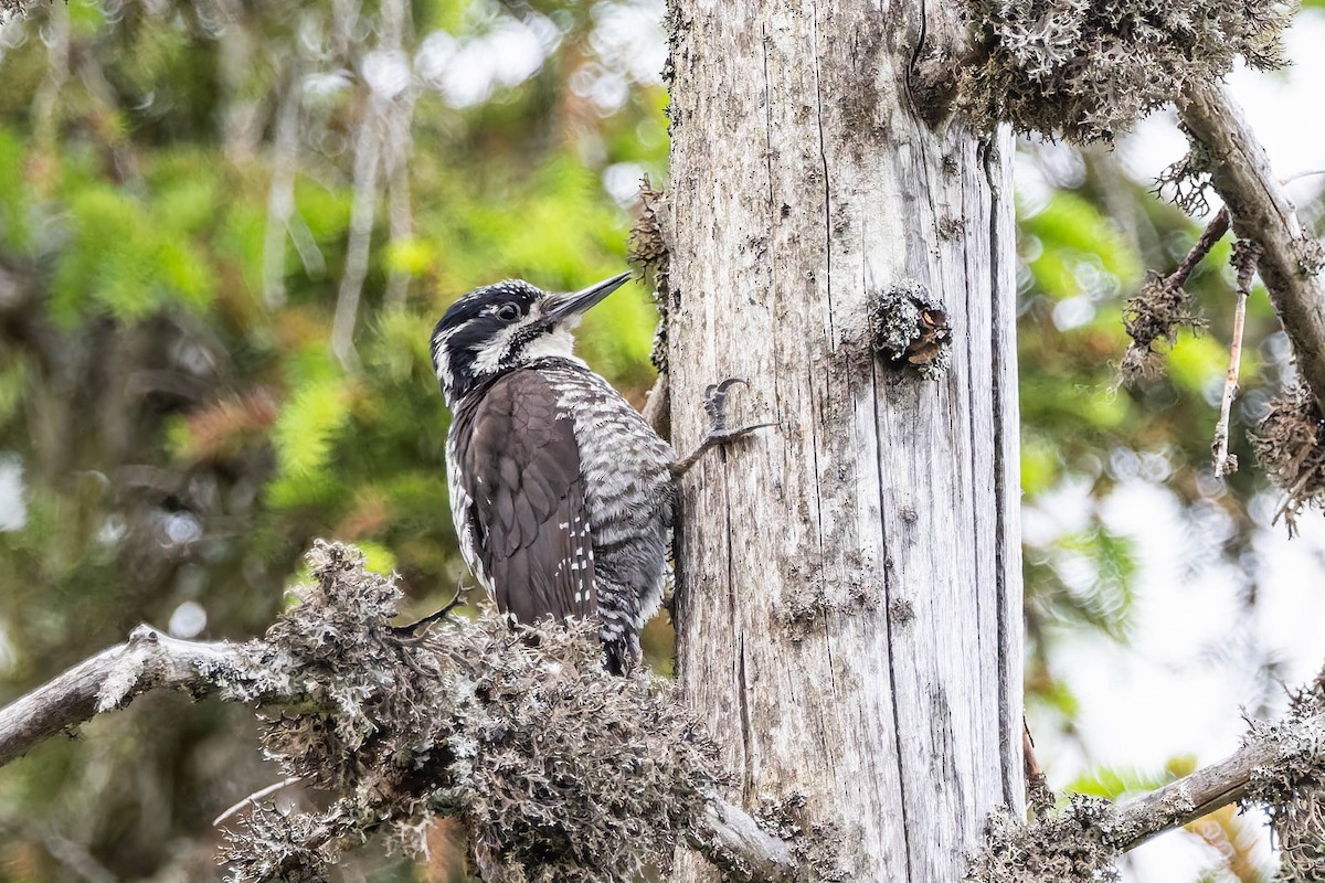 Eurasian Three-toed Woodpecker - ML638171696