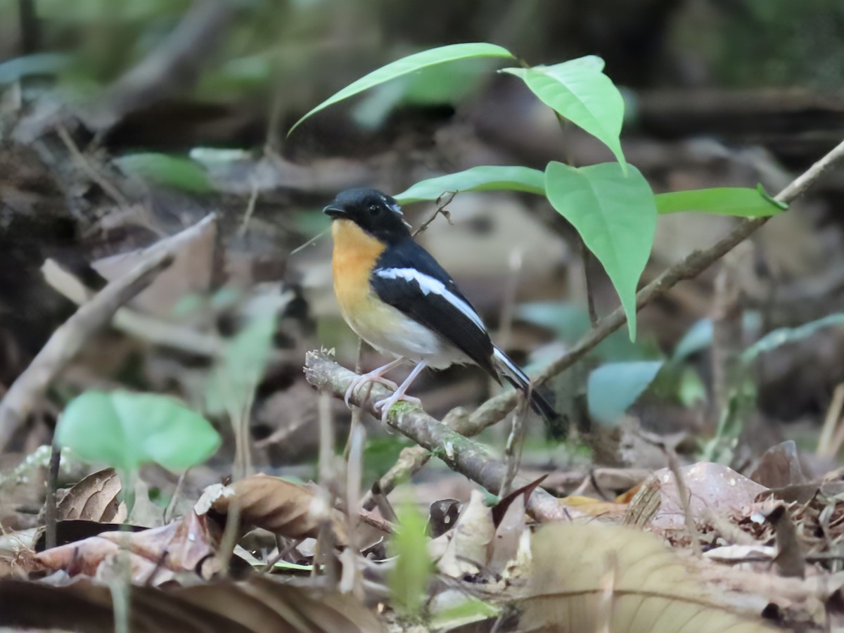 Rufous-chested Flycatcher - ML638171698