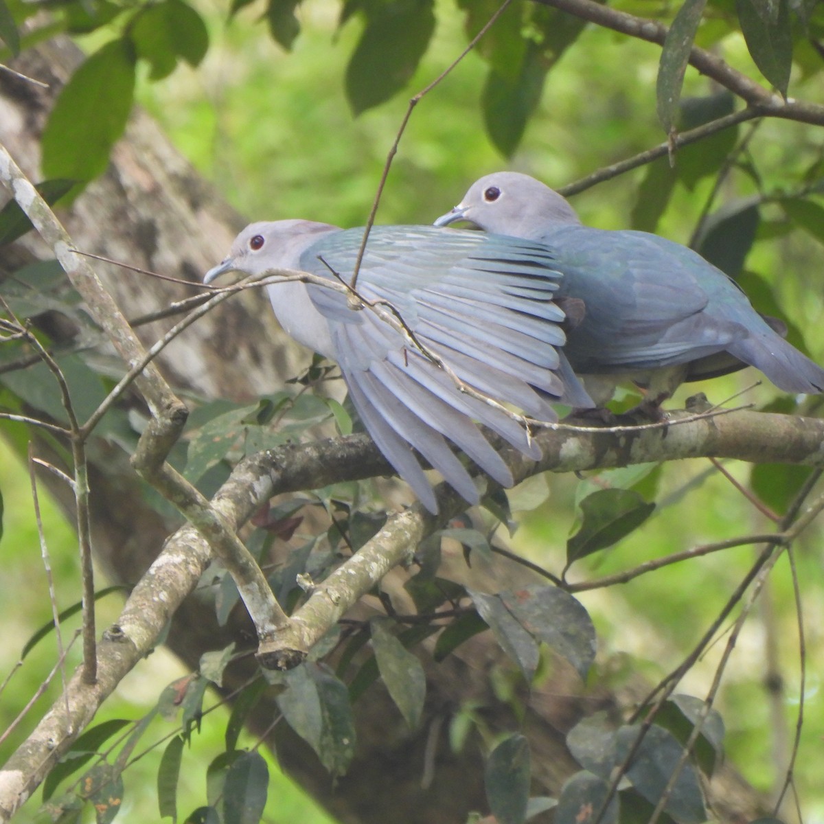 Green Imperial-Pigeon - ML638171713