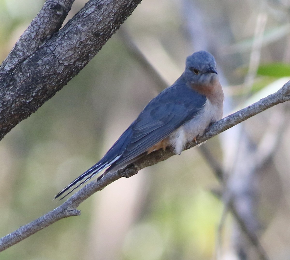 Fan-tailed Cuckoo - ML638171727